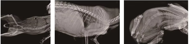 Animals X Ray Machine Price Bangladesh