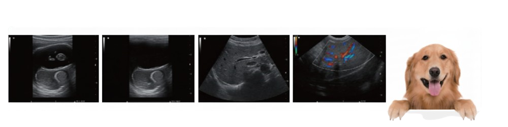 BMB BPU30 Vet Diagnosis Ultrasound System best price in Bangladesh