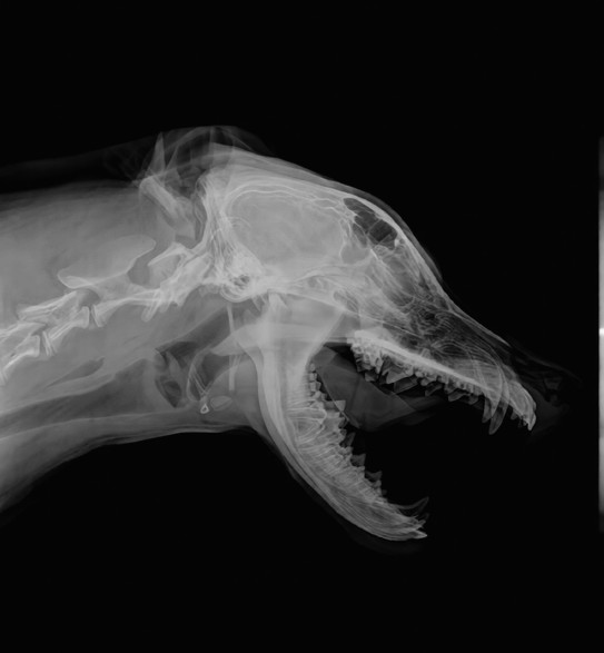 EURVET MSLCV08 Veterinary Wireless Flat Panel Detector X Ray Machine Best Price in Bangladesh